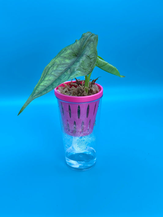 Självbevattnande kruka - Cormsize